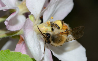 Flowers Shape the Spread of Viruses Among Wild Bees, New Study Finds