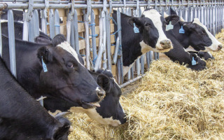 Shaping Dairy Farm Vaccination Decisions: Social Pressure and Vet Influence Shaping Dairy Farm Vaccination Decisions: Social Pressure and Vet Influence