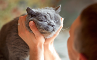 Meow Mix-Up: New Study Reveals Israeli Attitudes on Stray Cats