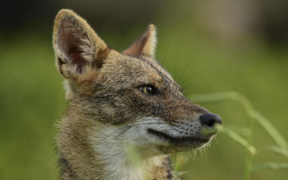 Decoding Wildlife Movement to Predict the Next Pandemic