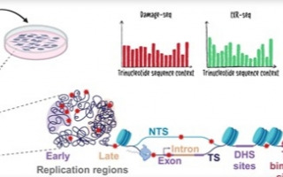 How the DNA’s Environment Shapes Smoking-Related Cancer Risk How the DNA’s Environment Shapes Smoking-Related Cancer Risk
