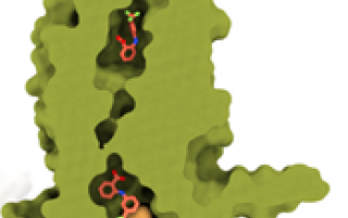 Hidden Pocket in Human Bitter Taste Receptor Discovered Hidden Pocket in Human Bitter Taste Receptor Discovered