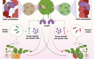 Critical Insights into Bacterial Fruit Blotch and Its Impact on Melon and Watermelon Crop Health Critical Insights into Bacterial Fruit Blotch and Its Impact on Melon and Watermelon Crop Health