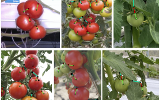Tomatoes in 3D: Breakthrough in Plant Monitoring