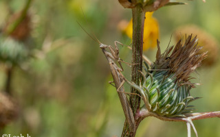A New Map of Arthropod Evolution, From Fossils to Embryos A New Map of Arthropod Evolution, From Fossils to Embryos