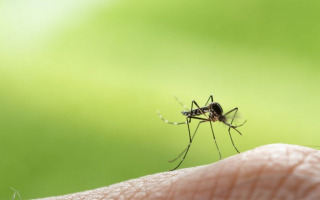 HU Researchers Develop New Method to Prevent Mosquito Bites
