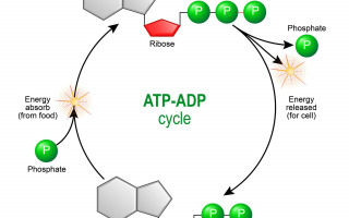 How Tiny Particles Coordinate Energy Transfer Inside Cells Uncovered