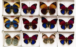 Global Natural History Initiative Builds Groundbreaking Database to Address 21st Century Challenges