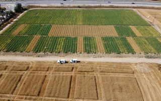 Enhancing Chickpea Irrigation Efficiency, Yield and Sustainability Enhancing Chickpea Irrigation Efficiency, Yield and Sustainability