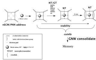 Unlocking Consciousness: A New Frontier in Neuroscientific Fusion