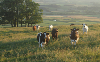Unveiling Recurrent Foot-and-Mouth Disease in the Middle East Unveiling Recurrent Foot-and-Mouth Disease in the Middle East