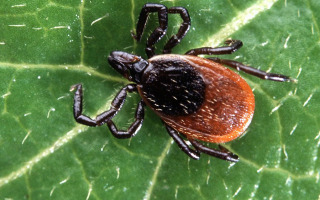 Ticks’ Secret Allies: Bacteria's Hidden Hand in Tick Survival