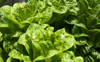 Gene-Edited Lettuce: A New Approach to Fighting Micronutrient Deficiencies Gene-Edited Lettuce: A New Approach to Fighting Micronutrient Deficiencies