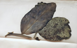 From Herbarium to Life: Reviving 80-Year-Old Fungi Offers New Clues for Sustainable Agriculture