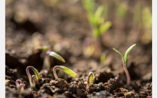 CapsiBreed Advances Commercial Gene Editing in  New Deal with Global Seed Company