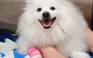 Potential Treatment for Chronic Kidney Disease in Dogs Revealed