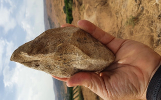 Study Finds 1.9 Million Year Out-of-Africa Migration wave leaves its mark in the Jordan Valley 