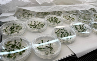 Stronger Scents and Healthier Crops: Unlocking Plants’ Hidden Potential Through Precision Gene Editing