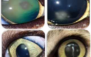 Fire Ant Connection Explored in New Study on Eye Disease in Pets Fire Ant Connection Explored in New Study on Eye Disease in Pets