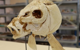 International Team of Leading Israeli Universities Finds Oldest Evidence of the Controlled Use of Fire to Cook Food