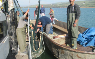 Revisiting Israel's Freshwater Fish Species List through Cutting-Edge DNA Barcoding Technology Revisiting Israel's Freshwater Fish Species List through Cutting-Edge DNA Barcoding Technology