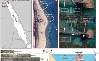 The 3,000-Year Coral Reef Shutdown: A Mysterious Pause and a Remarkable Recovery The 3,000-Year Coral Reef Shutdown: A Mysterious Pause and a Remarkable Recovery