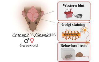 Gender Parity in Autism Research: Synaptic Similarities Challenge Focus on Male Models Gender Parity in Autism Research: Synaptic Similarities Challenge Focus on Male Models
