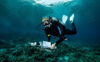 A Coral Reef’s Daily Pulse Reshapes Microbes in Surrounding Waters