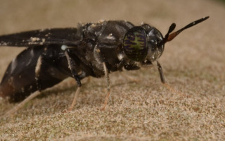 Waste Not: How Insect Oil Could Revolutionize Animal Wellness
