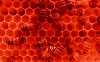 Healthy Bees, Healthy Planet: The Impact of Balanced Diets on Honeybee Colonies