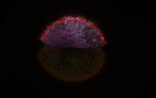 Decoding Development: mRNA's Role in Embryo Formation