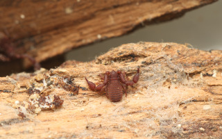 Pseudoscorpions of Israel: Two New Family records Discovered