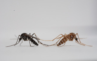 Spot the Males: New Gene-Editing Method Could Transform Mosquito Control