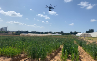 Drones and Genetics Team Up for Drought Smarter Wheat