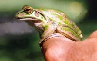 Fields & Nobel Prizes