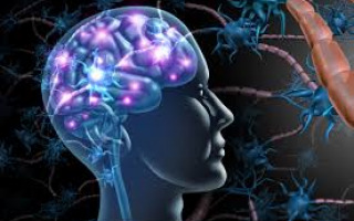 Brain’s Reward System May Be About Energy, Not Pleasure, Study Finds