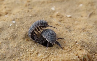 HOW DO WOODLICE CHOOSE FEMALE MATES WHEN PREDATORS LURK NEARBY? 
