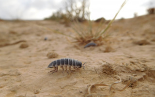 Unravelling Isopods' Culinary Secrets and Why It Matters for Ecosystems