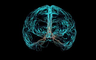 Researchers at Hebrew University and University of Kentucky Receive $1 Million Grant to Study Human Brain Complexity