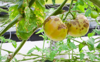 HU Researchers Develop New Protein-Based Biosensor to Detect Crop Disease HU Researchers Develop New Protein-Based Biosensor to Detect Crop Disease