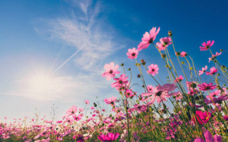 Petunia’s Secret: Cracking Nature’s Perfume with Key Floral Scent Gene