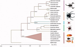 New Insights Into the Evolution of Spiders, Scorpions, and Their Relatives New Insights Into the Evolution of Spiders, Scorpions, and Their Relatives