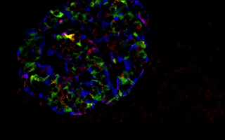 Study Uncovers Key Role of Enzyme G6PC2 in Controlling Blood Sugar by Regulating Glucagon Secretion