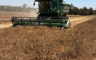 Satellite Data and Machine Learning Boost Irrigation Decisions in Chickpea Farming