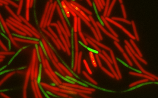 Spinning Into Resistance: The Flagella’s Hidden Role Spinning Into Resistance: The Flagella’s Hidden Role