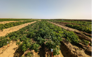 Intel Ignite Tel Aviv Partners with Hebrew University Startup 'Rumafeed' for  Innovative Agricultural Project in Holit