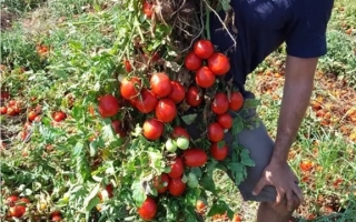 The Philip Morris tobacco company spent NIS 3 million on advertising to increase its profits and drive addiction to smoking in the Haredi public