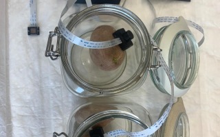 Israel’s Hebrew University & Volcani Institute Team Up to Prevent Looming Global Food Crisis: 