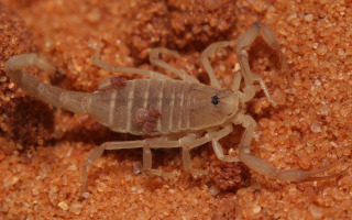 Tiny Pseudoscorpion Rides on a Scorpion observed for the First Time