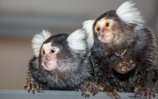 Uncovering the Secret Communication of Monkeys: They Have Names! Uncovering the Secret Communication of Monkeys: They Have Names!